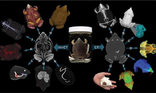 <b>MorphoSource存檔將包含超過20,000免費的3D可打印的脊</b>